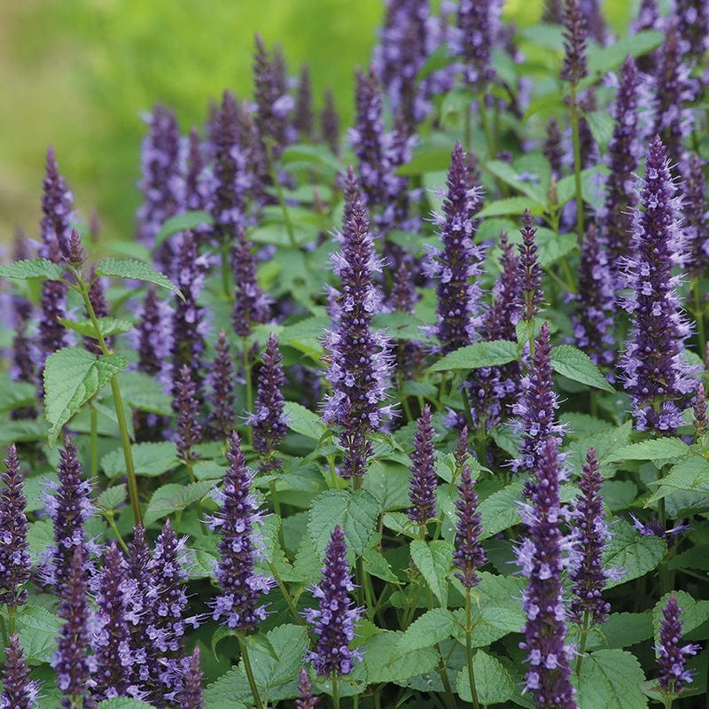 Agastache hybride Astello Indigo
