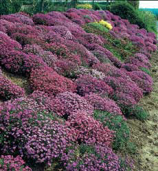 Aubrietia coltorum Cascade hybride mix