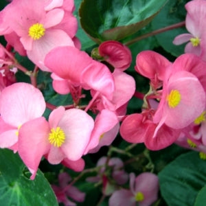 Begonia semperflores Rose Comet