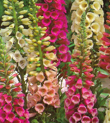 Digitalis purpurea Foxy mix