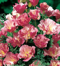 Eschscholzia californica Appleblossom