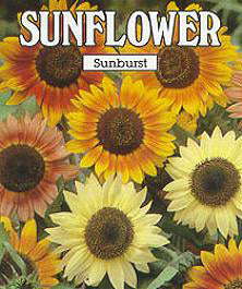 Helianthus annuus Sunburst Mixed