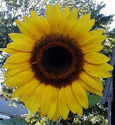 Helianthus annuus Giant Single