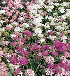 Iberis umbellata Fairy