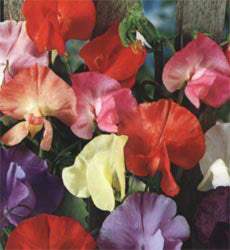 Lathyrus odoratus, Old Fashioned Mix