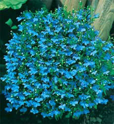 Lobelia erinus compacta Cambridge
