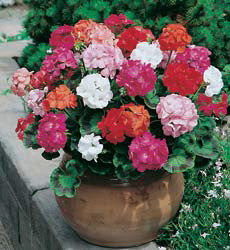 Pelargonium zonale F1 Mop Head Special