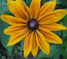 Rudbeckia hirta Marmalade