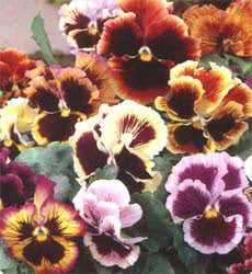 Viola x wittrockiana Reuzen g Rococo mix