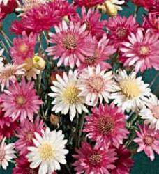 Xeranthemum annuum