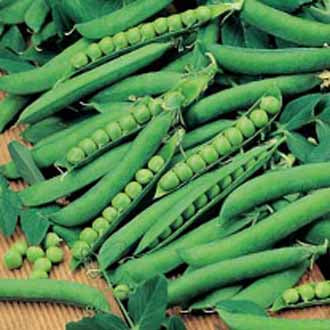 erwten_hurst_green_shaft