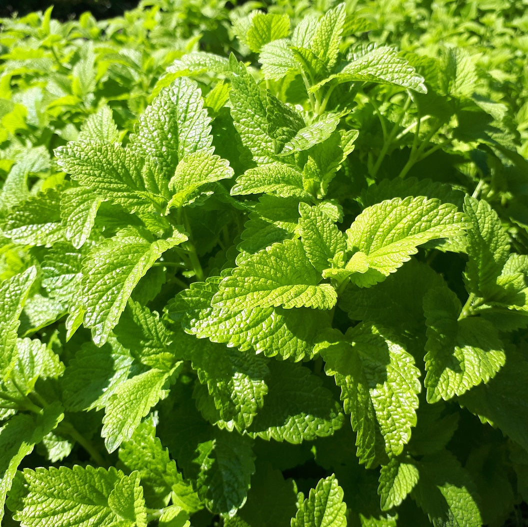 Zitronenmelisse Biosamen