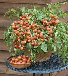 Tomaten balkontomaat Cherry Falls