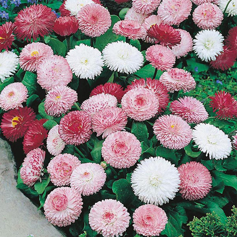 Bellis perennis Goliath Mixed