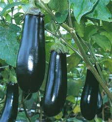 Aubergine Long Purple