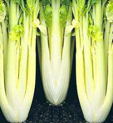 Bleekselderij Golden Spartan