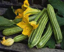 Courgette gr. Romanesco