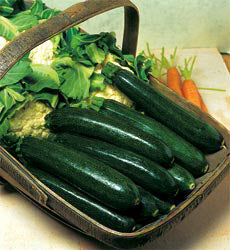 Courgette gr. Astia F1