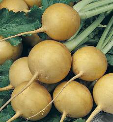 Rapen of Knollen Goldana