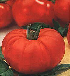 Tomaten vleestomaat Marmande