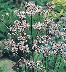 Valeriana officinalis
