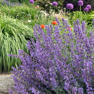 nepeta faassinii