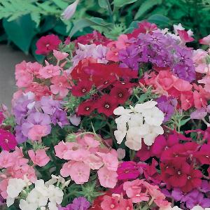 Phlox_Brilliancy