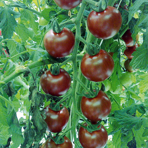 tomaten stokken Tomaten Sunchocola F1 - donkerkleurige tomaatjes
