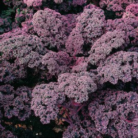 Boerenkool Red Bor F1