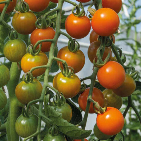 Tomaten cherry Honeycomb F1