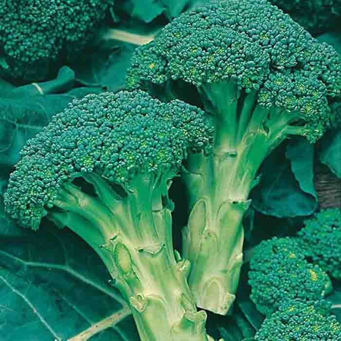 Broccoli (herfst) Groene Calabrese
