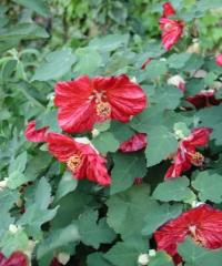Abutilon hybridum
