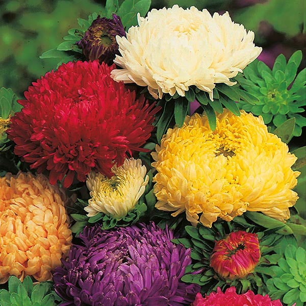 Aster chinensis Duchess mix