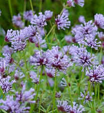Asperula orientalis