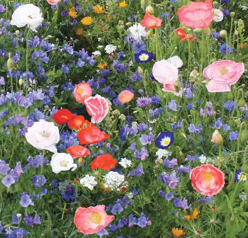 Bloemenmengsel Carrie Ann