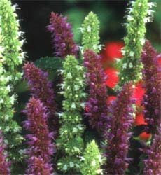 Agastache foeniculum Blue & White