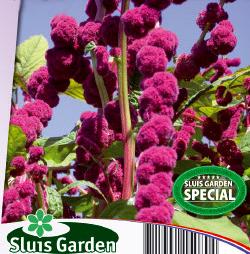 Amaranthus caudatus gibbosus Dreadlocks