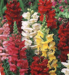 Antirrhinum majus Rust Resistant