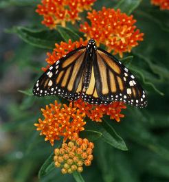 Asclepias tuberosa