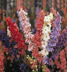 Consolida ambigua Giant Imperial mix