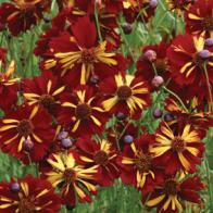 Coreopsis tinctoria Roulette