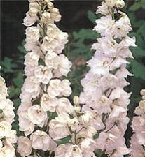 Delphinium x cultorum Galahad wit