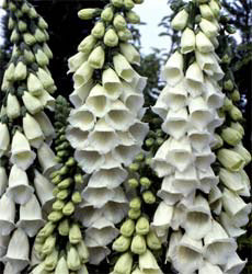 Digitalis purpurea Alba zuiver wit