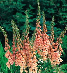 Digitalis purpurea Apricot Delight