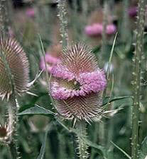 Dipsacus fullonium