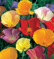 Eschscholzia californica enkelbloemig mix
