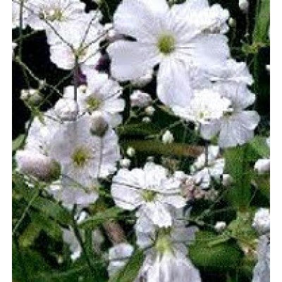 Gypsophila_elegans_Rosea