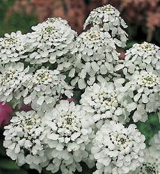 Iberis amara / coronaria