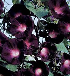 Ipomoea purpurea Kniola's Black
