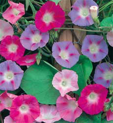 Ipomoea tricolor gemengd
